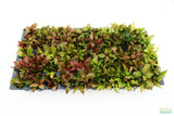 Hygrophila Corymbosa Compacta_super seasy low light foreground aquarium plant_aquarium plants for sale