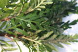 Hygrophila Pinnatifida_Aquarium Plants For sale_Aquarium plant