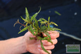 Hygrophila Pinnatifida_Aquarium Plants For sale_Aquarium plant