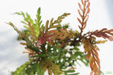 Hygrophila Pinnatifida_Aquarium Plants For sale_Aquarium plant
