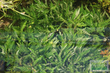 Hygrophila Pinnatifida_Aquarium Plants For sale_Aquarium plant