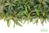 Hygrophila Pinnatifida_Aquarium Plants For sale_Aquarium plant