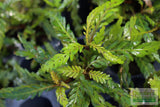 Hygrophila Pinnatifida_Aquarium Plants For sale_Aquarium plant
