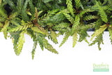 Hygrophila Pinnatifida_Aquarium Plants For sale_Aquarium plant