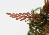 Hygrophila Pinnatifida_Aquarium Plants For sale_Aquarium plant
