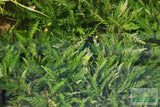 Hygrophila Pinnatifida_Aquarium Plants For sale_Aquarium plant