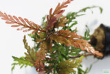 Hygrophila Pinnatifida_Aquarium Plants For sale_Aquarium plant