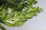Hygrophila Pinnatifida_Aquarium Plants For sale_Aquarium plant