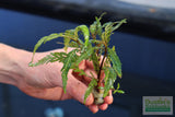 Hygrophila Pinnatifida_Aquarium Plants For sale_Aquarium plant