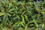 Hygrophila Pinnatifida_Aquarium Plants For sale_Aquarium plant