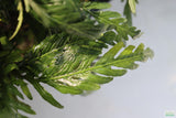 Hygrophila Pinnatifida_Aquarium Plants For sale_Aquarium plant