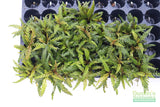 Hygrophila Pinnatifida_Aquarium Plants For sale_Aquarium plant