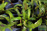 Hygrophila Pinnatifida_Aquarium Plants For sale_Aquarium plant