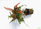 Hygrophila Pinnatifida_Aquarium Plants For sale_Aquarium plant