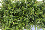Hygrophila Pinnatifida_Aquarium Plants For sale_Aquarium plant
