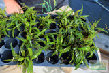 Hygrophila Pinnatifida_Aquarium Plants For sale_Aquarium plant