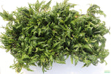 Hygrophila Pinnatifida_Aquarium Plants For sale_Aquarium plant