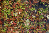 Hygrophila Corymbosa Compacta_super seasy low light foreground aquarium plant_aquarium plants for sale