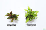 Hygrophila Corymbosa Compacta_super seasy low light foreground aquarium plant_aquarium plants for sale