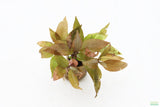 Hygrophila Corymbosa Compacta_super seasy low light foreground aquarium plant_aquarium plants for sale
