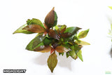 Hygrophila Corymbosa Compacta_super seasy low light foreground aquarium plant_aquarium plants for sale