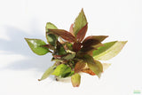 Hygrophila Corymbosa Compacta_super seasy low light foreground aquarium plant_aquarium plants for sale