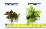 Hygrophila Corymbosa Compacta_super seasy low light foreground aquarium plant_aquarium plants for sale