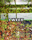 Hygrophila Corymbosa Compacta_super seasy low light foreground aquarium plant_aquarium plants for sale
