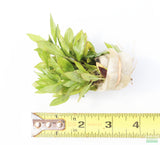 Hygrophila corymbosa 'Parawitota' RUGGED