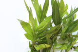 Hygrophila corymbosa 'Parawitota' RUGGED