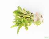 Hygrophila corymbosa 'Parawitota' RUGGED