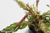 Hygrophila Pinnatifida_Aquarium Plants For sale_Aquarium plant