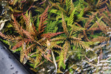 Hygrophila Pinnatifida_Aquarium Plants For sale_Aquarium plant