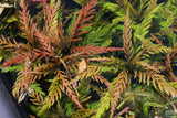 Hygrophila Pinnatifida_Aquarium Plants For sale_Aquarium plant