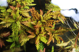 Hygrophila Pinnatifida_Aquarium Plants For sale_Aquarium plant