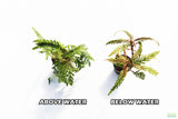 Hygrophila Pinnatifida_Aquarium Plants For sale_Aquarium plant