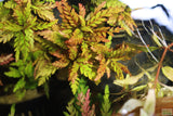Hygrophila Pinnatifida_Aquarium Plants For sale_Aquarium plant