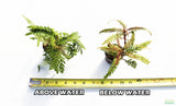 Hygrophila Pinnatifida_Aquarium Plants For sale_Aquarium plant