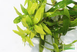 Hygrophila Salicifolia (50% OFF Plant of the Week TODAY ONLY 5.8.24)