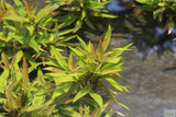 Hygrophila Stricta (Red Stem UNIQUE Plant) 5-6 Stems