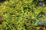Hygrophila Stricta (Red Stem UNIQUE Plant) 5-6 Stems