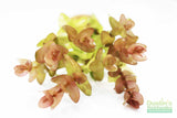 Bacopa caroliniana 'Yellow flame' (GOLDFISH PROOF!)