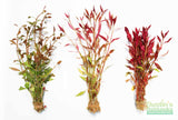 Alteranthera Green, Alteranthera Red, AND THIS PLANT Our #1 Alteranthera Red Varigated