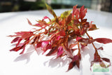 Alternanthera Reineckii Variegated_Aquarium Plant For Sale
