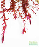 Rotala Rotundifolia Red_Aquarium Plant For sale