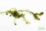 Anacharis Elodea (Easy Low Light Aquarium Plant)