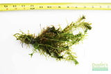 Anacharis Elodea (Easy Low Light Aquarium Plant)