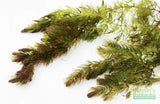 Hornwort (The ultimate cover for Fish Fry)