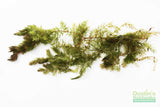 Hornwort (The ultimate cover for Fish Fry)
