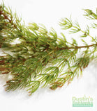 Hornwort (The ultimate cover for Fish Fry)